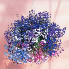 Лобелия ампельная (разные расцветки)